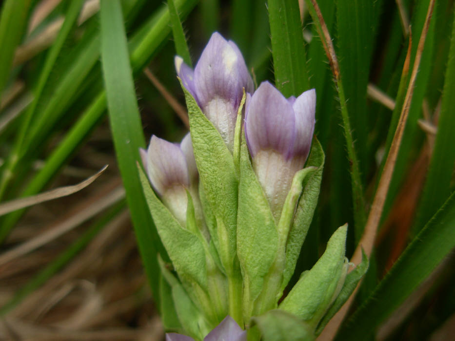 Gentianella columnae e Gentianella campestris a confronto